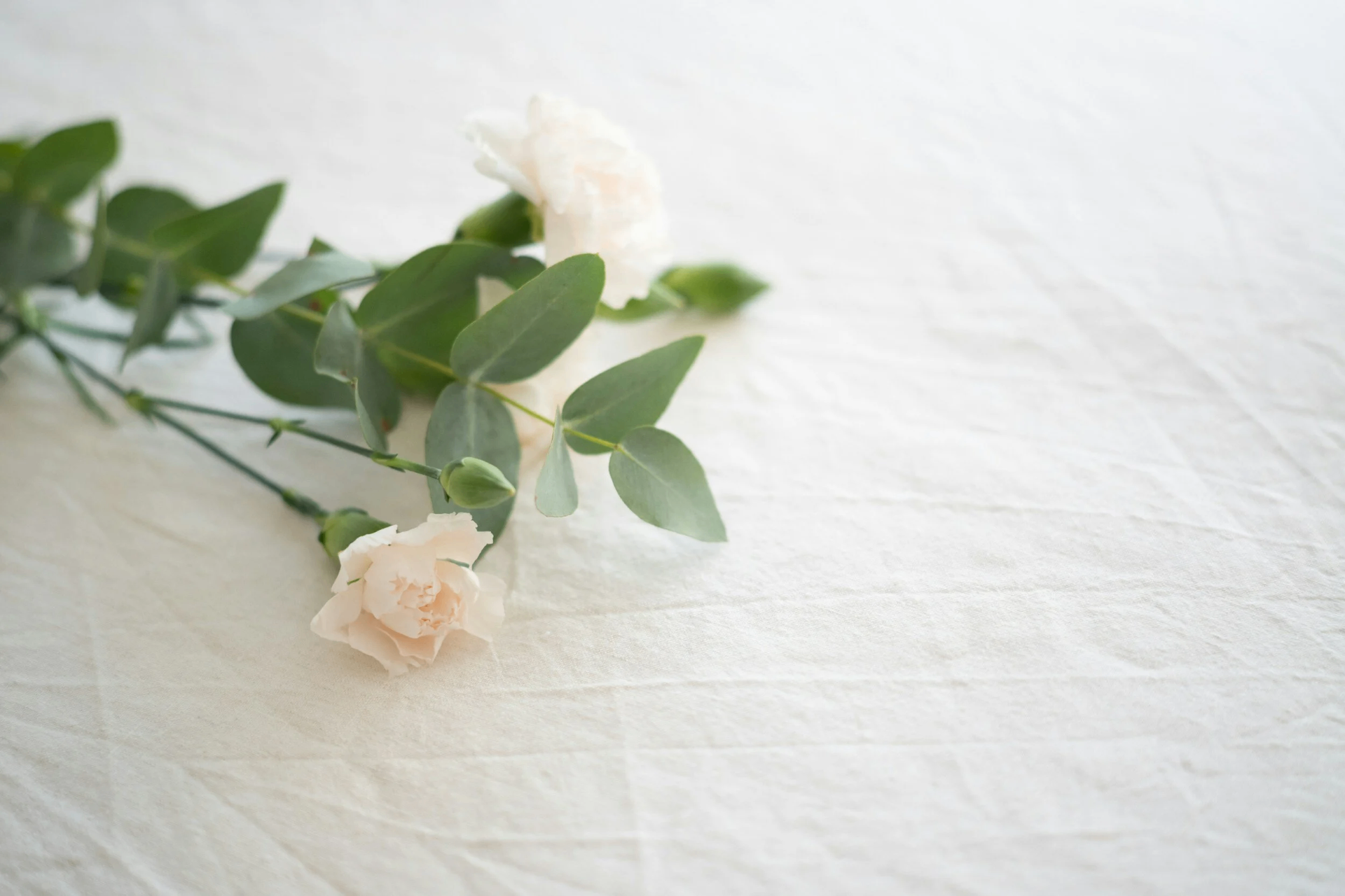 Œillets pâles et brins d'eucalyptus posés délicatement sur un linge clair